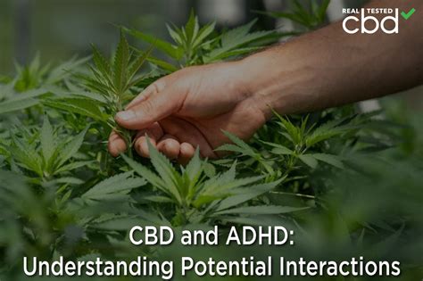 Cbd And Adhd Understanding Potential Interactions La Weekly