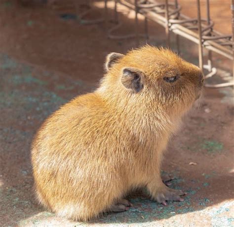 Capybaras On Twitter Baby Capybara Capybara Cute Animals