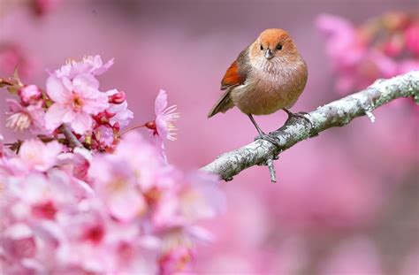 Hintergrundbilder Vögel Tiere Tiefenschärfe Pinke Blumen Natur