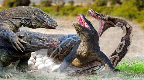 Terrified Giant Mother Anaconda Fights Fierce Komodo Dragon To