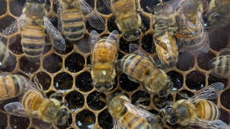 Widespread Impacts Of Neonicotinoids Impossible To Deny Bbc News