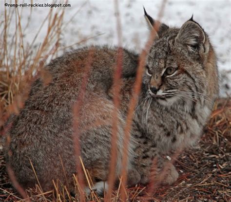 Romping And Rolling In The Rockies A Bobcat