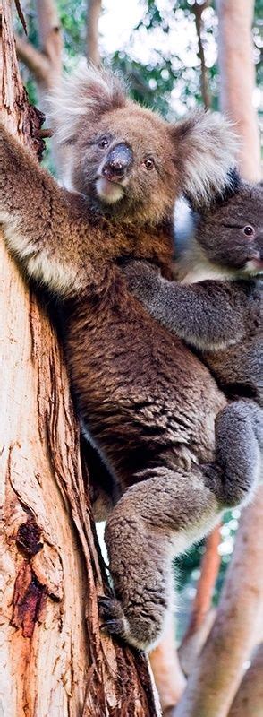 Koala With Young Koala Koala Bebé Animales Adorables