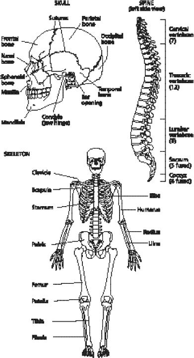 19 Anatomy Worksheets For College
