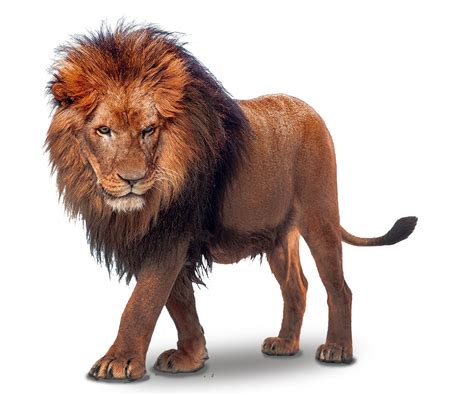 Lion Png Free Download Png Arts