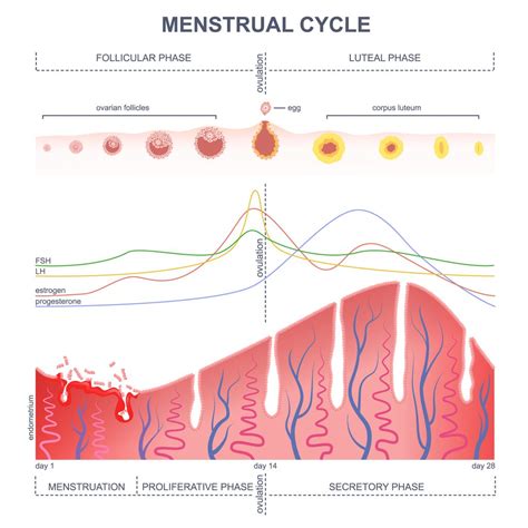 Menstrual Cycle Explanation