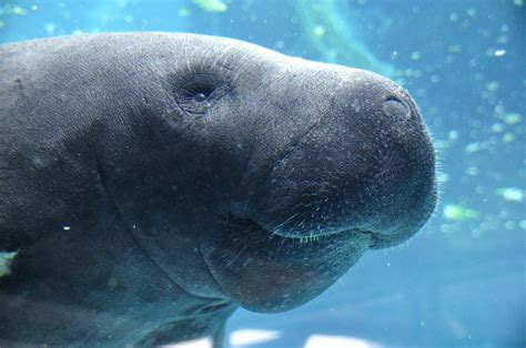 The Manatee Viewing Area In Apollo Beach Tampa Bay Homes For Sale