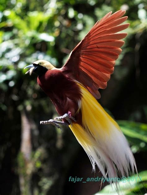 62 Best Birds Of Paradise Images On Pinterest Bird Of