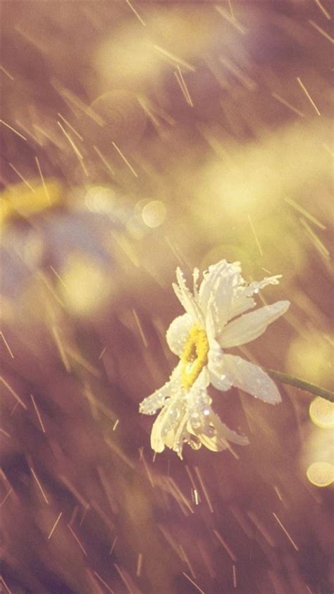 Nature Rainy Dew Bokeh White Daisy Iphone 8 Wallpapers Free Download
