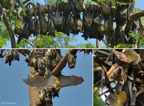 Kasanka Bat Migration An Astonishing Natural Wonder Africa Geographic