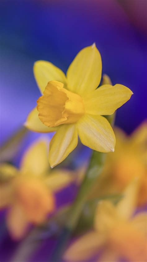 Details More Than 65 Daffodil Wallpaper Best Incdgdbentre