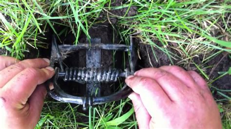 Set your trap close to but not blocking the entrance to the burrow entrance. Mole trapping made easy - YouTube