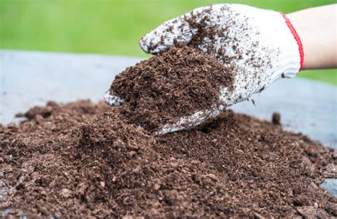 Sphagnum Peat Moss Harvesting And Applications Guide