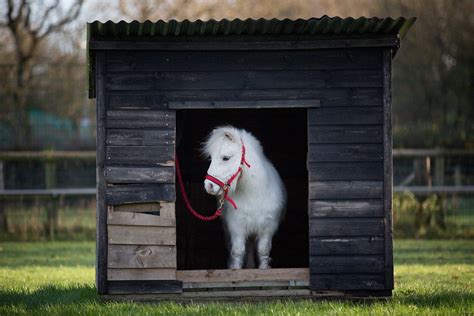 Heres A Shetland Pony No Big Deal Whatever Its A Pony You Might