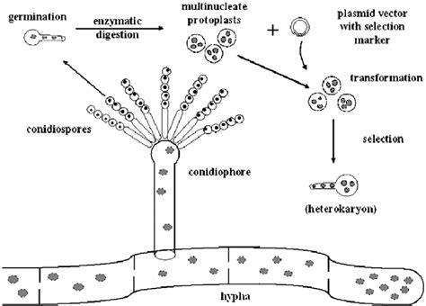 Chemical Transformation Of Aspergillus Conidiospores Are Harvested And