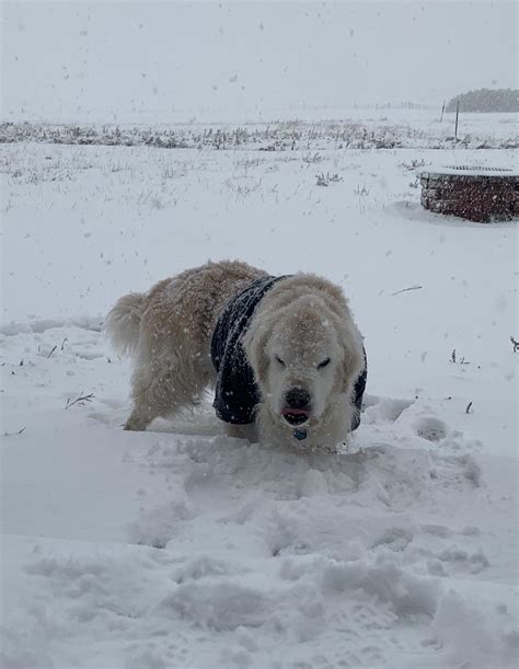 Lou Dog Giving A Snowy Mlem