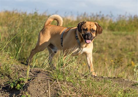 Pocket Puggle Full Grown