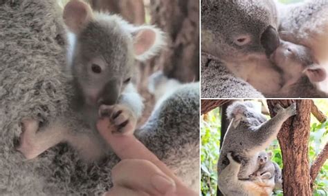 Australia Zoo Koala Baby Clings To Its Mother In Heartwarming Video