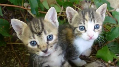 32.608 gratis afbeeldingen van katten. So cute these little kittens. HD video. Zo lief, deze ...