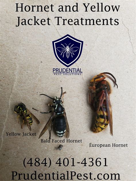 Affordable Yellow Jacket Treatments Prudential Pest Solutions