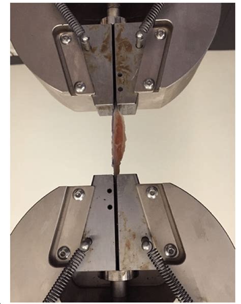 A typical tendon organ in limb muscles has an ending of about 0.5 mm in length. Load to failure testing of a Patellar tendon specimen ...