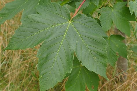 È definita una pianta eterofilla: Latifoglie: differenze con le Conifere e la classificazione