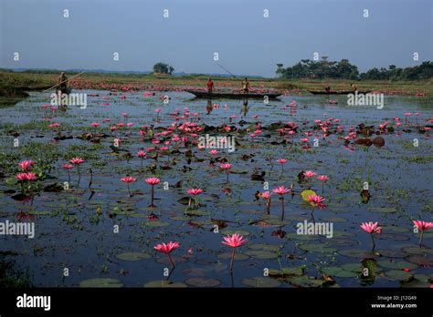 Red Water Lily At Sunamganj Bangladesh Stock Photo Alamy