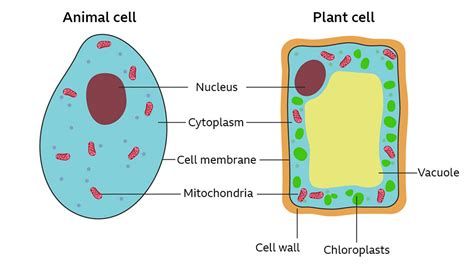 Animal And Plant Cells Bbc Bitesize Ks4 Cell Structure Edexcel