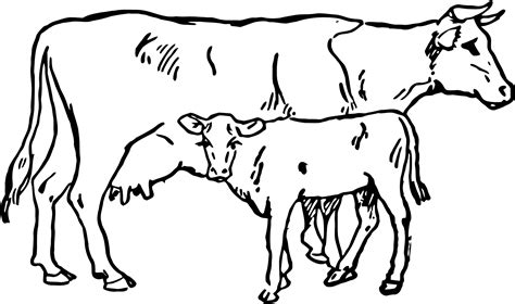 Beef Vector Cow Indian Clip Royalty Free Download Cow And Calf