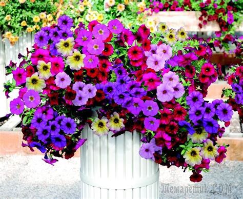 How To Grow Petunia Seedlings In The Home Annual Bedding Plants Annual