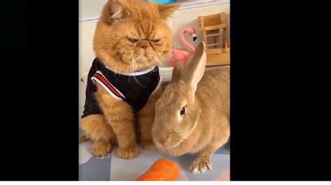 Rabbit Eat Carrot Youtube