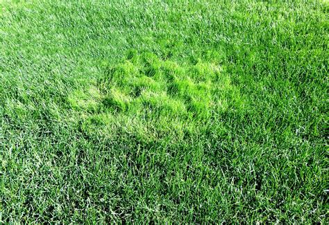 What To Do If You Have Creeping Bentgrass In Your Lawn