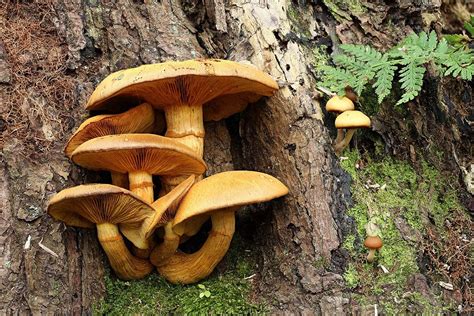 Edible Mushrooms That Grow On Trees In Wisconsin Bombastic E Journal