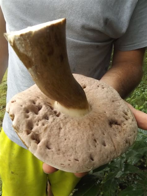 Vegans Living Off The Land Rain For Weeks Grows Big Mushrooms And How To