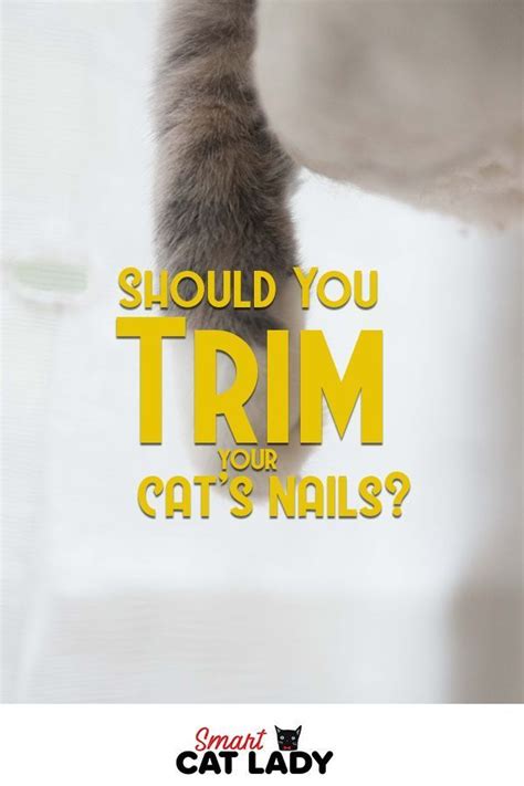 Should You Trim Your Cat's Nails? | Trim cat nails, Cat ...