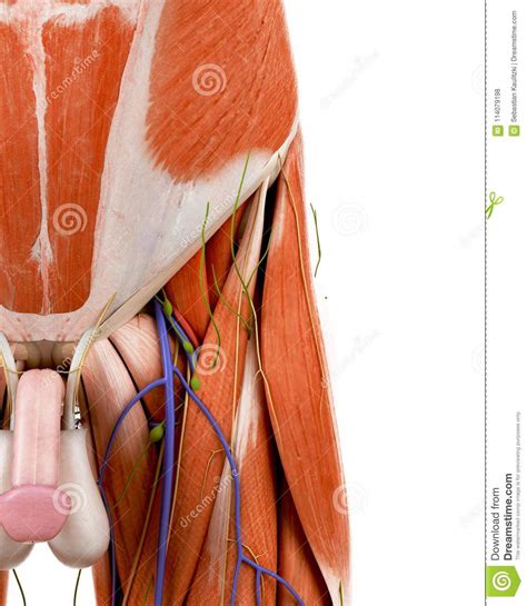 Images of human anatomy muscles from my personal collection for you to use in your art work. The human groin anatomy stock illustration. Illustration ...
