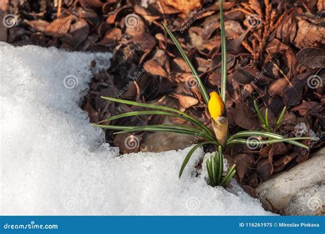 Spring Is Approaching Crocuses Come Out Of Cold Soil Stock Image
