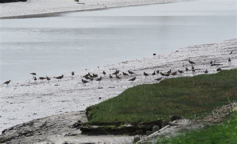 Ceredigion Birds Ynyslasborth Bog This Morning