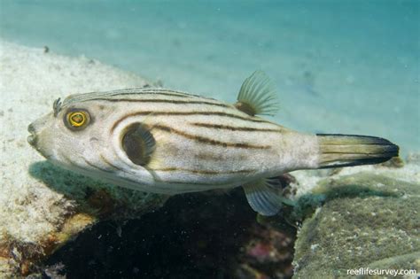Arothron Manilensis Narrow Lined Pufferfish Reef Life Survey
