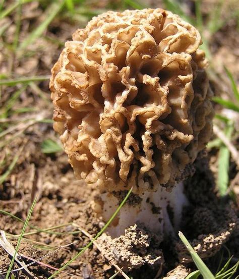 Сморчки - описание грибов, фото, где растут, виды, съедобность