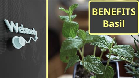 Health Benefits Of Basil Top 15 Benefits Youtube