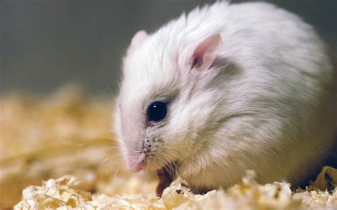 Hamster Hd Wallpaper Background Image 2880x1800 Id