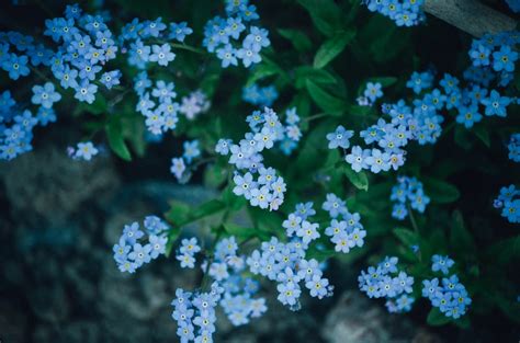 High Angle Photo Of Blue Petaled Flowers Photo Free Flower Image On