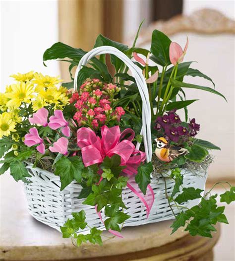 We did not find results for: Sweet Bird Blooming Plant Garden: Favorite Online Plant ...
