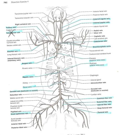 The vein walls have thinner muscular walls than arteries and have a wider internal diameter. anatomyforme: Diagrams of Feline Arterial and Venous Systems