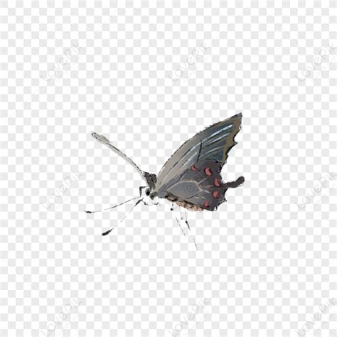 Butterfly Black Butterfly Butterfly Illustration Butterfly Png