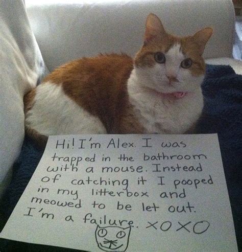 20 Hilarious Cat Shaming Photos Yummypets