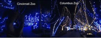 Christmas Lights Zoo Gifs Night Beyond Silver