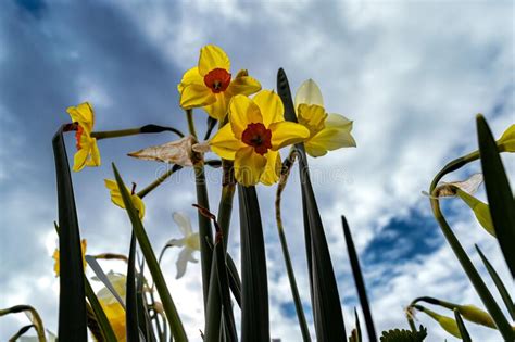 Daffodils Against A Cloudy Sky Stock Photo Image Of Cheerful April
