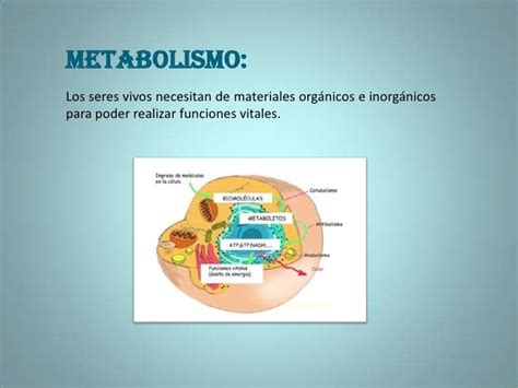 El Metabolismo De Los Seres Vivos Images